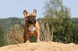 BOULEDOGUE FRANCAIS 119